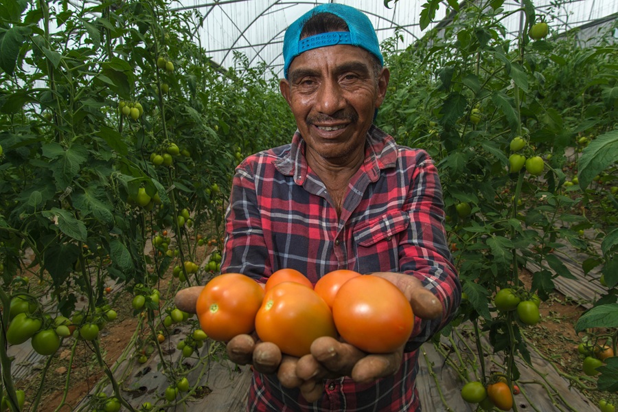 acuerdo-nacional-estabiliza-el-precio-del-jitomate-por-debajo-de-los-20-pesos-en-beneficio-de-las-familias-mexicanas-alternativatlx