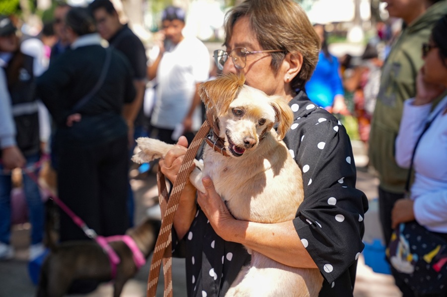 ayuntamiento-de-tlaxcala-y-sesa-acercaran-en-julio-nueva-campana-gratuita-de-esterilizacion-y-vacunacion-canina-y-felina-alternativatlx
