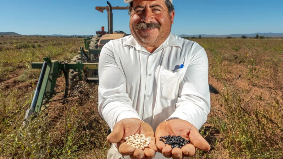 inifap-fortalece-la-produccion-nacional-de-frijol-con-variedades-mejoradas-alternativatlx