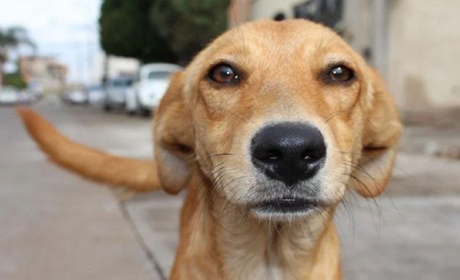 Tlaxcala se Mantiene entre las Entidades con Menor Población Humana y Menor Número de Mordeduras por Perro