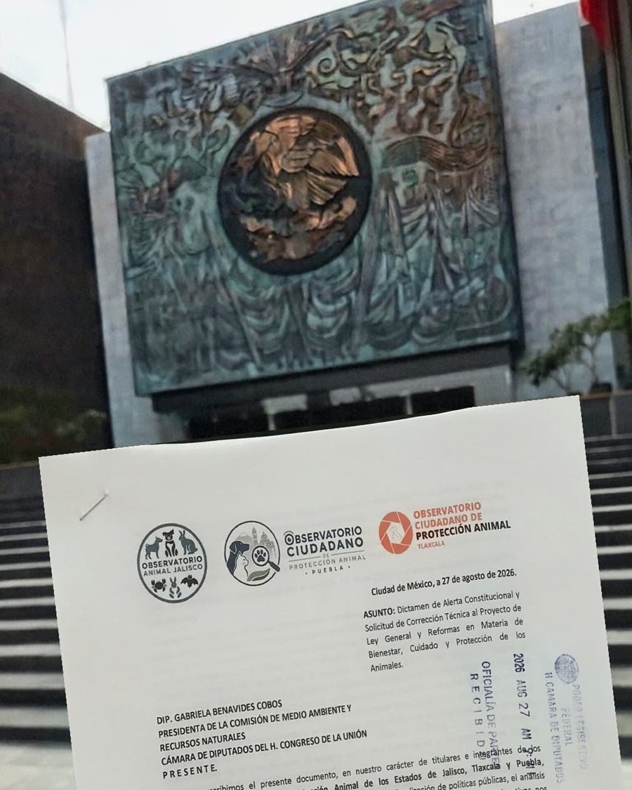 Alerta por Regresión y Matanzas en el Proyecto de la Ley General de Bienestar Animal