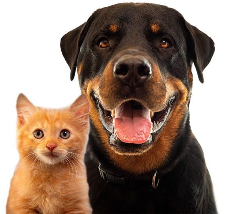 Estado debe Contar con una Estimación Poblacional Canina y Felina: OCPA
